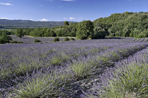 Amiradou Provence | Amiradou Collection